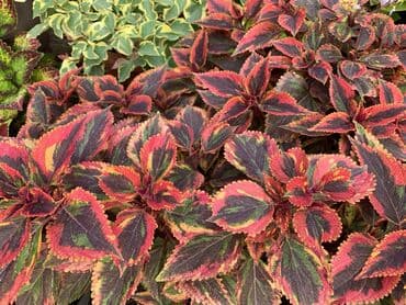 электроинструменты интернет магазин: Колеусы есть в стаканчиках и большие — 2