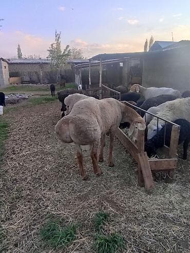 тайские сиамские кошки: Продаю | Баран (самец) | Для разведения | Племенные — 4