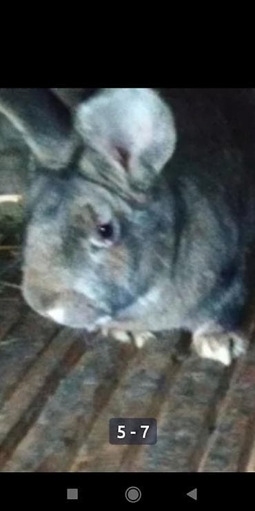 тоок гриль бишкек: Продаю. Индюшиные инкубацыонные яйца, не местные .Принимаю заказы на — 6