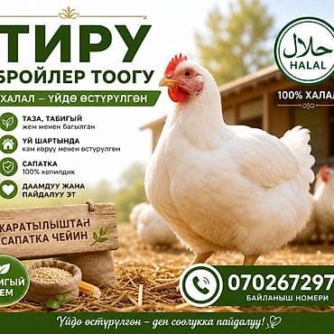 Бройлерные куры, выращенные дома по халяльным стандартам
