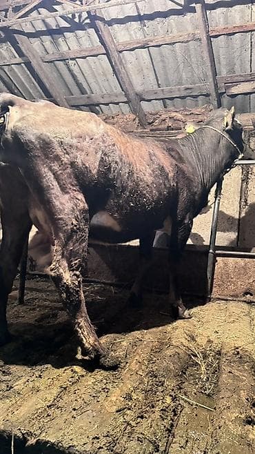 где купить утят: Продаю | Бык (самец) | На откорм | Привязанные — 4