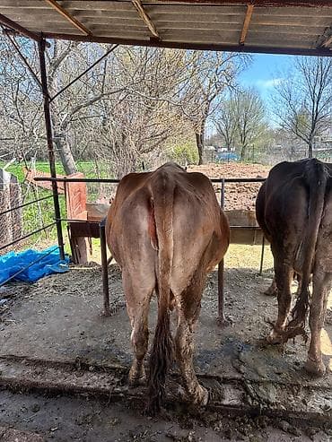 добрый корова: Продаю | Корова (самка) | Для молока | Привязанные — 3