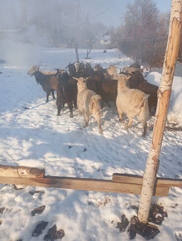 полукровка: Продаю | Коза (самка), Козёл (самец) | Полукровка | На забой, Для разведения | Племенные, Котные, Осеменитель — 4