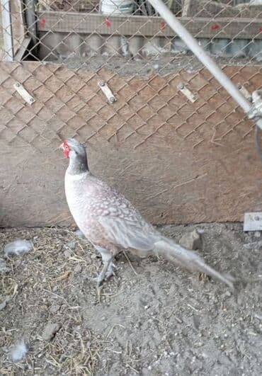 вольеры для собак бу: Продам фазанов — 1