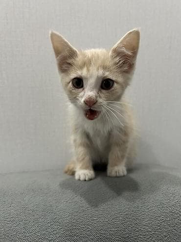 домашний животные: 3 месяца, Мальчик — 3
