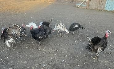 куры бройлерные: Индюшиный яйца — 2