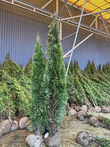 кора для сада: Туя Смарагд - В наличии размеры: 1 м и 2 м (указано на фото). - — 3