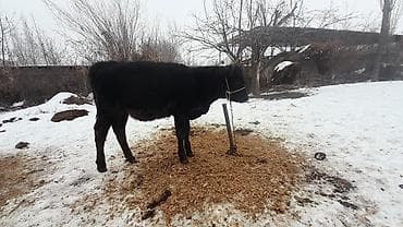 корова молочная купить: Продаю | Музоо, торпок | Ангус | Для разведения, Для молока | Искусственник — 1