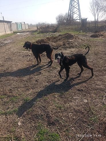 Ветеринар кызматы: Тайган, 8 айлык, Эркек, Эмделген — 2