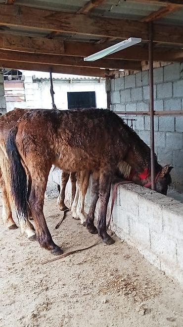 улья для пчел: Продаю | Кобыла (самка) | Полукровка | Рабочий — 3