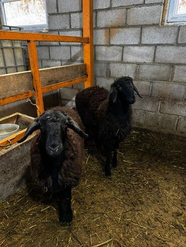 аталык корм: Сатам | Ургаачы кой (ургаачы) | Көбөйтүү үчүн — 1