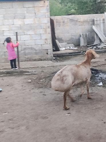 баранина живой: Продаю | Овца (самка) | Для разведения — 2