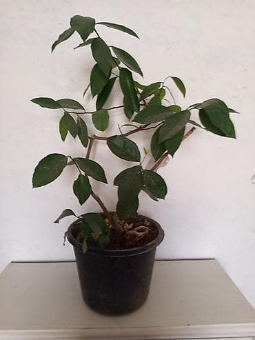 продаю мёд: Продаю Лемон — 1