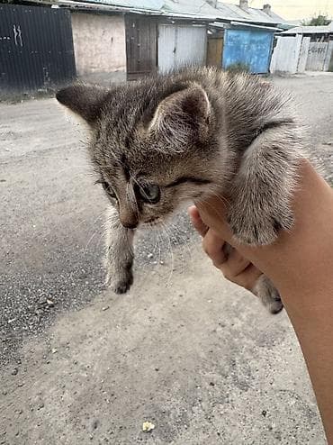 отдам даром котенка бишкек: 2 месяца, Девочка — 4
