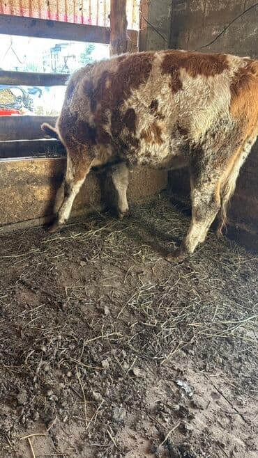 объявления о найденных собаках: Продаю | Тёлка | Голштин, Швицкая, Монбельярд | Для молока | Привязанные — 4