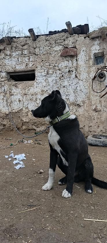 продажа собак бишкек: Питбуль 6 айлык эркек — 3