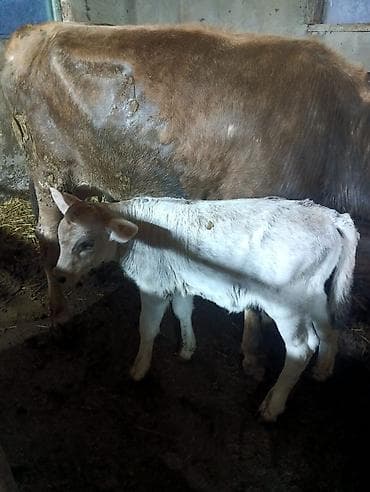 быки тёлки: Продаю | Музоо, торпок | На откорм — 2