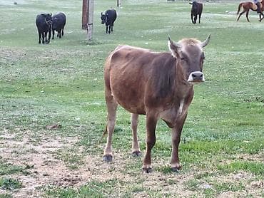 яйцо брамо: Продаю | Корова (самка) | Для молока — 2