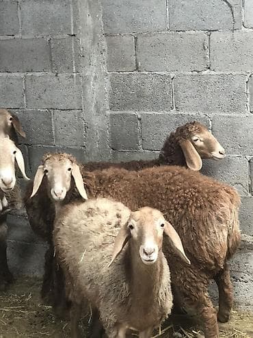 d cat: Продаю | Овца (самка) | Арашан, Гиссарская | Для разведения | Осеменитель, Ярка — 4