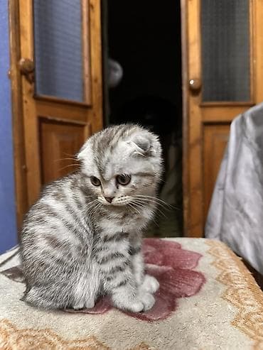 форма животных: Шотландский вислоухий котёнок девочка - Окрас: серебристый табби с — 7