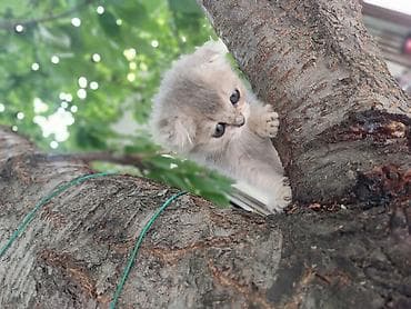 мышей: Скотиш Фолд (Шотландская вислоухая), 2 месяца, Девочка, Приучена к лотку, Проглистована — 5