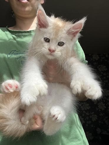 коты белый: Мейн-кун, 2 месяца, Мальчик, Приучена к лотку, Проглистована, С документами — 4