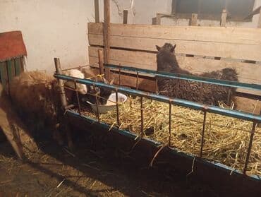 чөп сатам: Сатам | Эчки (ургаачы) | Союуга, Көбөйтүү үчүн — 4