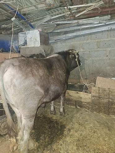 симменталы бычки: Продаю | Бык (самец) | Привязанные — 1