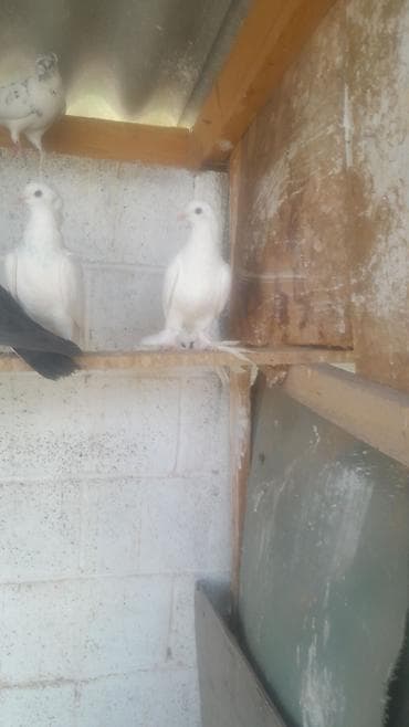куплю бакинских голубей: Голуби декоративные/лётные, разноокрашенные. Описание: - Породы и — 6