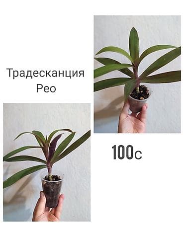 саженцы токмок: Комнатные растения: Традесканция Рео детка, неприхотливый, также есть — 1