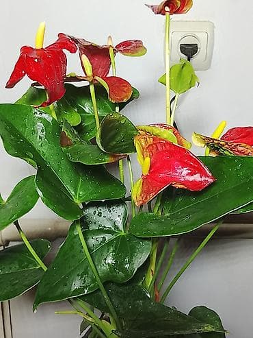 гулдор роза: Комнатные растения в горшках — подборка для дома и офиса: 1) Пахира — 2