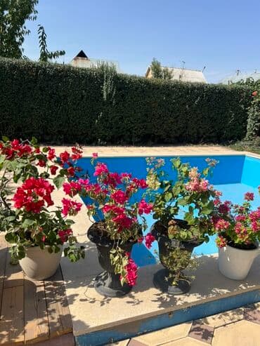 садовые качели фото цены: Это бугенвиллия 🌺 — роскошное растение с яркими алыми прицветниками — 2