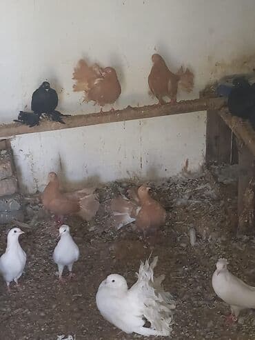 птица голуби: Породистые декоративные голуби породы павлин (фанٹэйл). - Окрас — 6