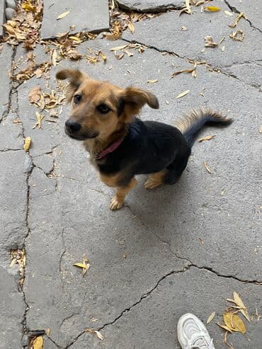 акустические системы promate колонка в виде собак: Собака даром: 1 год, Самка, С прививкой — 3