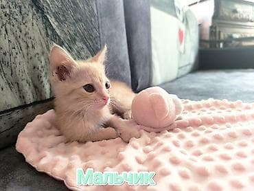 Кошки: Беспородная, 2 месяца, Мальчик, Приучена к лотку — 1