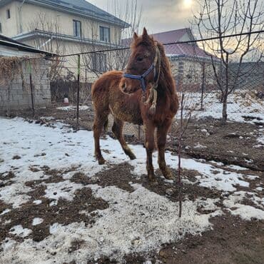 белый мёд: Продаю | Конь (самец), Жеребенок | Английская, Полукровка | Конный спорт, Для разведения — 10