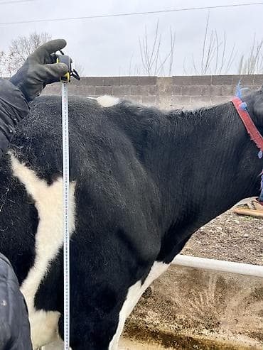 Үй жаныбарлары: Сатам | Уй (ургаачы) | Голштин | Сүт алуу үчүн | Байланган — 1