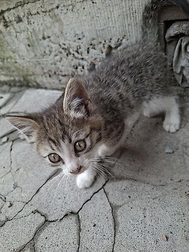 кошка домашний: Отдалим в хорошие руки, очаровательные котята из одного помёта — 6