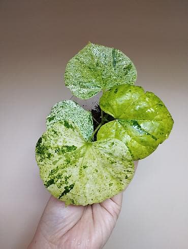 тошок купить: В продаже Гибискус Минт — 1