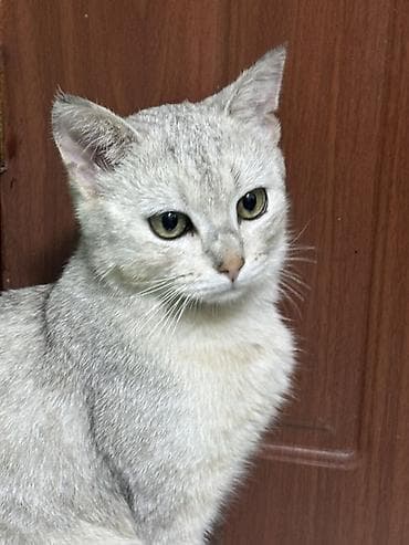 шиншилла купити: Кошка даром: Британская короткошёрстная, Девочка, Приучена к лотку — 2