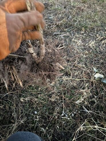 печка для отопления бишкек цена: Саженцы малины (корневые отпрыски) - малина из плодоносящей — 3