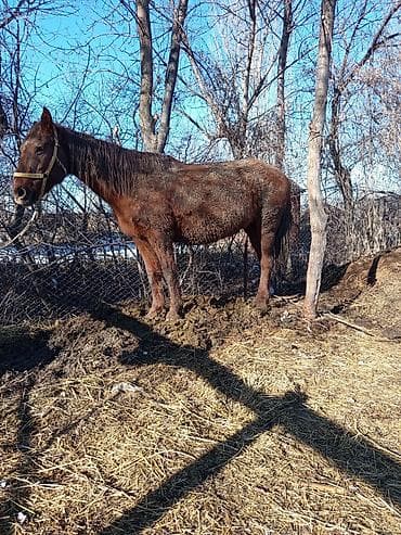 Услуги ветеринара: Продаю | Кобыла (самка) | Рабочий — 1