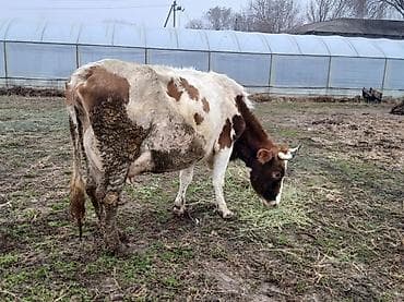 А/ч жаныбарларын сатам: Сатам | Уй (ургаачы) | Симментал | Сүт алуу үчүн | Музоологондон кийин — 9