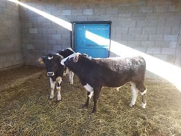 жылкы жаныбар: Сатам | Бука (эркек) | Бордоп семиртүү үчүн — 3