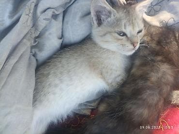 жалал абад кошка: Котята, помёт из нескольких малышей разной окраски. - Возраст на фото — 4