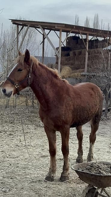 Продаю | Жеребец | Дончак | Конный спорт, Рабочий | Племенные at lalafo.kg Продаю | Жеребец | Дончак | Конный спорт, Рабочий | Племенные