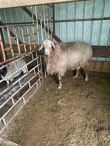 питбуль балыкчы: Продаю | Овца (самка) | Для разведения | Матка — 1