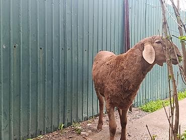 кошки домашние: Продаю | Овца (самка) | Для разведения | Осеменитель — 2