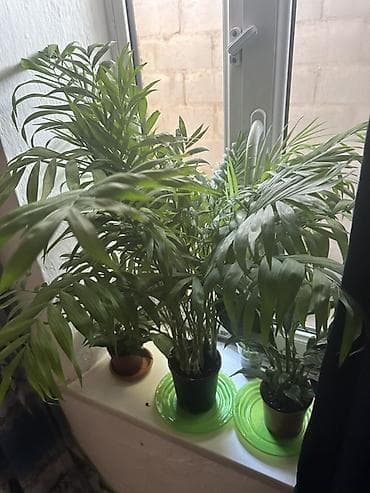 простой: Комнатные растения — набор Состав: - Хамедорея (бамбуковая пальма) — — 1