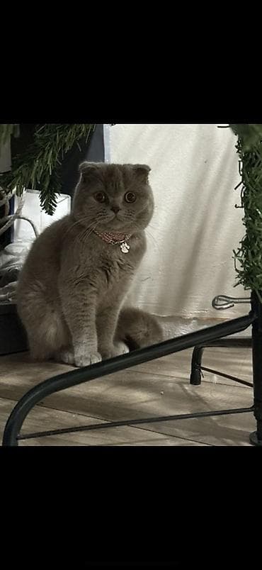 домашний животные: Шотландская вислоухая кошка (Scottish Fold), котята 2 месяца г. Ош ( — 2